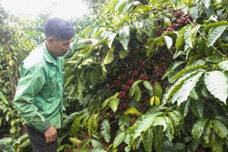 Sản xuất nông nghiệp gắn với bảo vệ môi trường