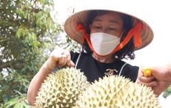 Hải quan Trung Quốc cấp thêm 230 mã số vùng trồng sầu riêng