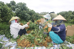 Giá nhãn bấp bênh: Nông dân lo lắng đầu ra