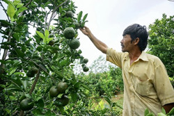 Nông dân bỏ chăm sóc cam vì giá thành quá rẻ
