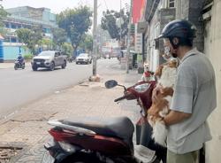 Báo động gia tăng bệnh dại trên cả nước