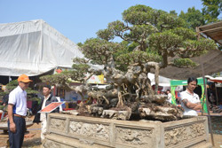 Sinh vật cảnh: Ngành kinh tế sinh thái giàu tiềm năng