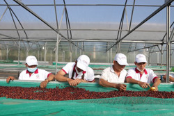 Định vị giá trị cà phê Việt Nam