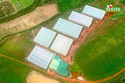 Tỷ phú ở Đắk Búk So nhờ trồng rau