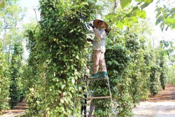 Nâng cao giá trị nông sản: Câu chuyện ổn định vùng trồng, tuân thủ quy hoạch