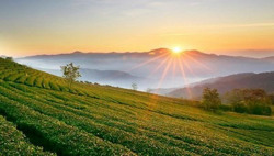 Tháo nút thắt về chính sách cho đất nông nghiệp