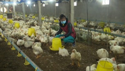 Ngành chăn nuôi kiến nghị khẩn