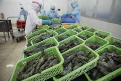 Xuất khẩu thủy sản: Dấu hiệu khởi sắc