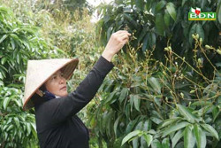 Bấp bênh cây ăn trái 