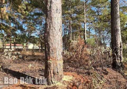 Lâm tặc cưa hạ 3 cây thông gần UBND xã Cư Né (huyện Krông Búk)