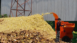 Làm phân vi sinh từ vỏ sầu riêng