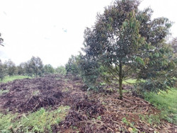 Lại đổ xô trồng sầu riêng