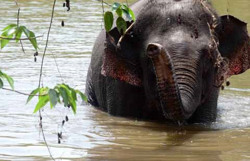 Thêm 2 con voi nhà được trở về với rừng tự nhiên