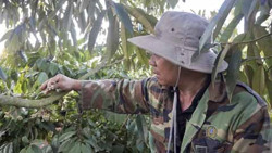 Phát triển bền vững vùng nguyên liệu sầu riêng