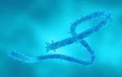 Bệnh viện Chợ Rẫy cảnh báo mức độ nguy hiểm của virus Marburg