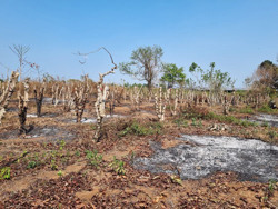 Ồ ạt phá cà phê trồng chanh dây