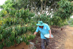 Vườn cà phê ba tầng sinh thái