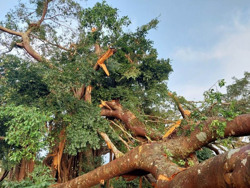 Cây di sản hơn 200 tuổi, tán rộng hơn 1.000m2 bị gãy đổ