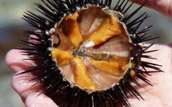 Những đặc sản Phú Quốc nào hấp dẫn du khách?