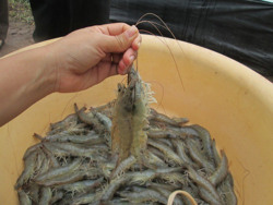 Chăn nuôi thủy sản, heo, gà cùng rơi vào thế bí