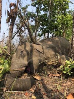 Đắk Lắk: Thêm 1 cá thể voi nhà chết tại Buôn Đôn