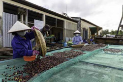 Những thách thức với đô thị cà phê