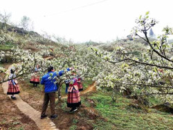 Mùa hoa lê ở Quan Hồ Thẩn