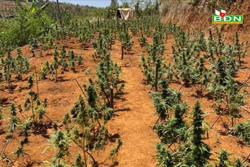 Khởi tố, bắt đối tượng trồng 278 cây cần sa ở Gia Nghĩa