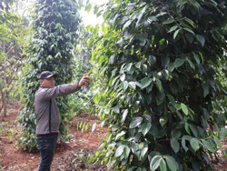 Phê duyệt Dự án thành phần 3 thuộc Dự án cao tốc Khánh Hòa – Buôn Ma Thuột