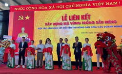 Huyện Krông Búk: Liên kết xây dựng mã vùng trồng sầu riêng