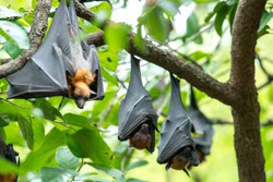 Bộ Y tế yêu cầu giám sát căn bệnh đặc biệt nguy hiểm Marburg