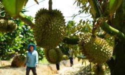 5 vấn đề khiến vườn trồng sầu riêng chưa được Trung Quốc cấp mã