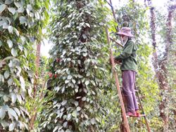 Huyện Cư Kuin: Nỗi lo thiếu nhân công thu hoạch hồ tiêu