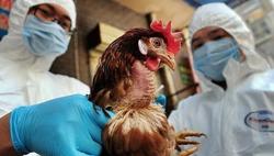 Chủ động ngăn chặn bệnh cúm A/H5N1 xâm nhập