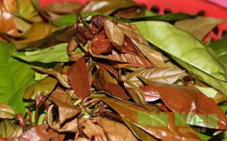 Các nguyên liệu từ rừng: Nét độc đáo của ẩm thực người M’nông