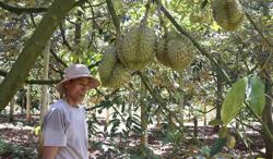 Đừng để cấp mã vùng trồng sầu riêng theo phong trào, cấp xong rồi để đó...