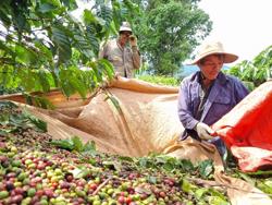 Miền Trung - Tây Nguyên bùng nổ kết nối lao động, việc làm [Bài 2]: Những việc làm 'không tên' cho thu nhập tốt