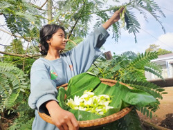 Đến Tây Nguyên thưởng thức món ngon từ hoa so đũa