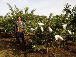 Cần thêm giải pháp hỗ trợ các mô hình cây ăn quả VietGAP