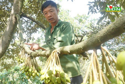 Vì sao nông dân "quay cuồng" với sầu riêng ?