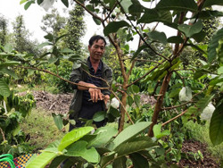 Trồng ổi mang lại hiệu quả kinh tế cao