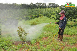 Phát triển sầu riêng bền vững - Còn những trăn trở