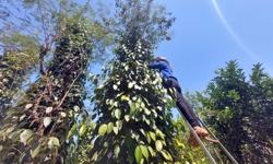 Miền Trung - Tây Nguyên bùng nổ kết nối lao động, việc làm: [Bài 6] Mùa 'hái ra tiền' của lao động nông nghiệp