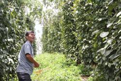 Những 'nông dân sinh thái' đang hồi sinh cho hồ tiêu