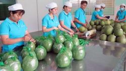 Vì sao trái cây vào Mỹ chậm lại?