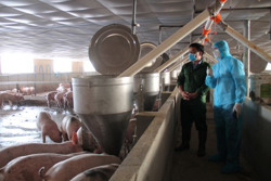 Kinh tế tuần hoàn trong chăn nuôi: Gốc rễ của tăng trưởng xanh