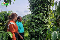 Vì sao chỉ dẫn địa lý hồ tiêu Đắk Nông chưa phát huy hiệu quả ?