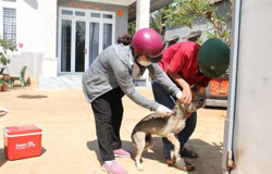 Bé gái 9 tuổi tử vong nghi do bệnh dại