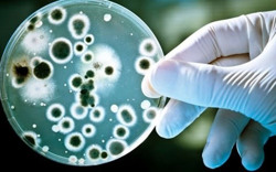 Đề phòng nhiễm khuẩn tụ cầu vàng