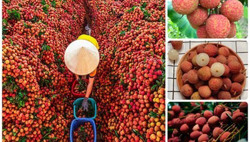 Thêm 9 kỷ lục châu Á về các món ăn - đặc sản nổi tiếng của Việt Nam